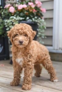 Toy Poodle for Sale